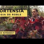 Hortensia hoja de roble: Descubre la belleza de esta variedad única