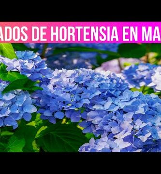 Maceta Hortensia: Cuidados, tips y consejos para cultivar esta hermosa planta