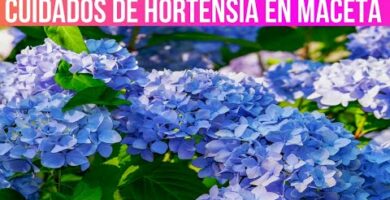 Maceta Hortensia: Cuidados, tips y consejos para cultivar esta hermosa planta