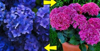 Hortensia sin flores: Causas y soluciones para revitalizar tu planta