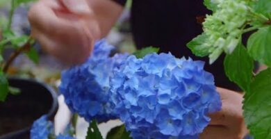 Descubre el encanto del color hortensia en tu jardín