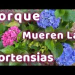 Hortensia Magical: Descubre la magia de esta hermosa flor