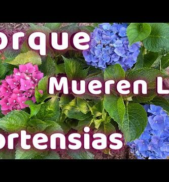 Hortensia de invierno: una belleza floreciente en época fría