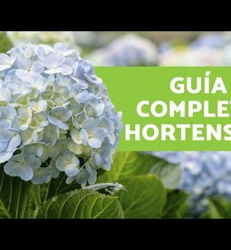 Guía práctica: Cómo regar una hortensia correctamente