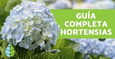 Guía práctica: Cómo regar una hortensia correctamente