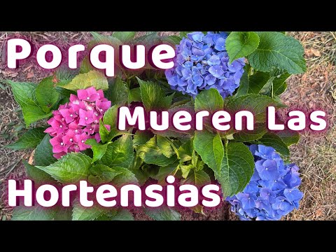 Hortensia: Descubre los increíbles colores de esta planta