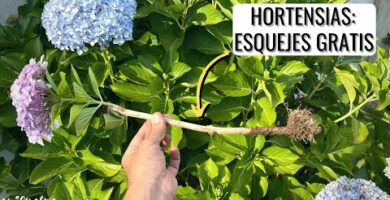 Revive tu hortensia en maceta: aprende cómo hacerlo