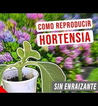 Esqueje de hortensia: Guía paso a paso para un cultivo exitoso
