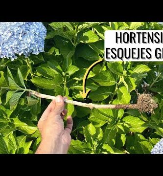 Guía para hacer esquejes de hortensias: paso a paso