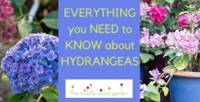 Hortensia in English: A Guide to Growing and Caring for Hydrangeas